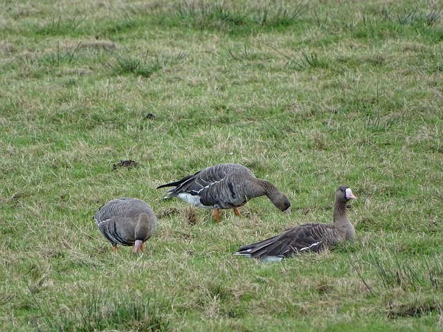 这位球员孤 这位球员孤